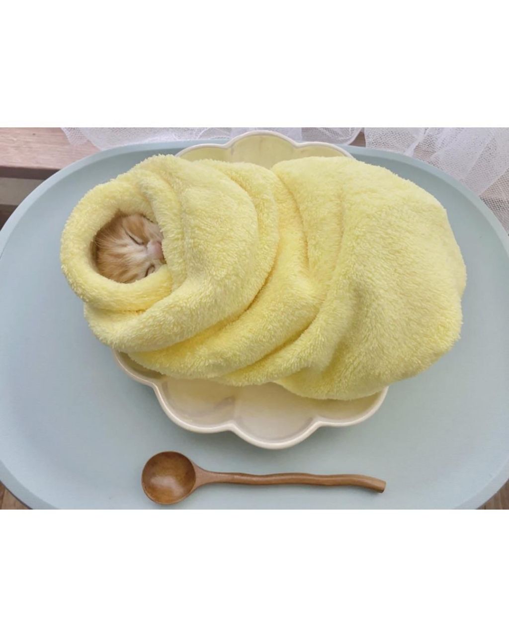 일본의 새끼 고양이 전통 풍습 | 인스티즈