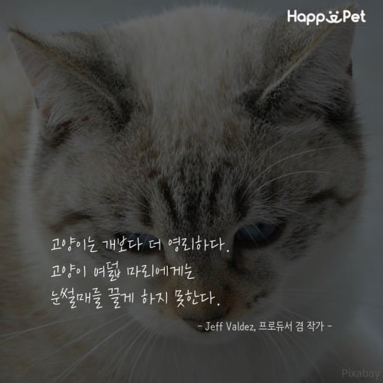 고양이를 사랑하는 사람들이 남긴 명언 | 인스티즈