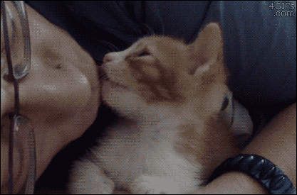 졸린 고냥이들.gif | 인스티즈