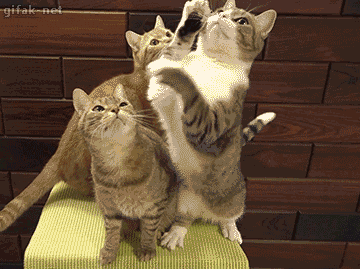 냥아치들.gif | 인스티즈