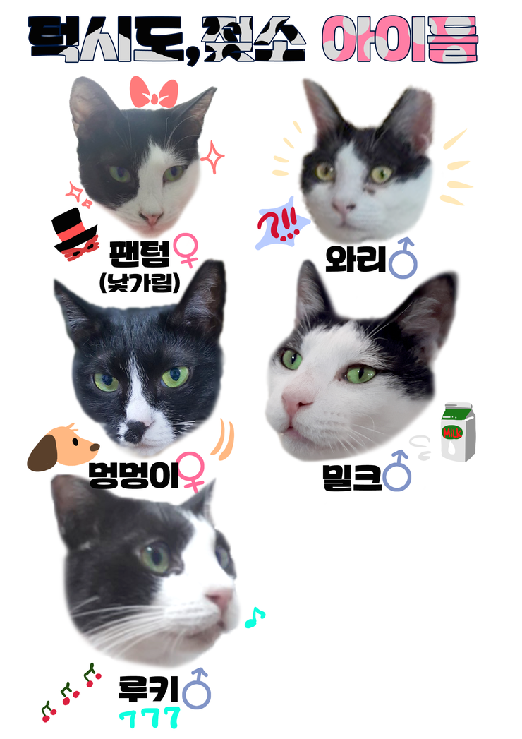 마산 애니멀 호더에게서 구조한 50여마리의 고양이들에게 손길을 내밀어주세요! 곧 쉼터가 폐쇄되어 아이들이 갈 곳이 없습니다 | 인스티즈
