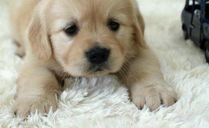 대형견 강아지들의 수많은 포인트 중 하나.jpg | 인스티즈