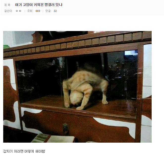 여기 고양이 키워본 갤러 있니?.jpg | 인스티즈
