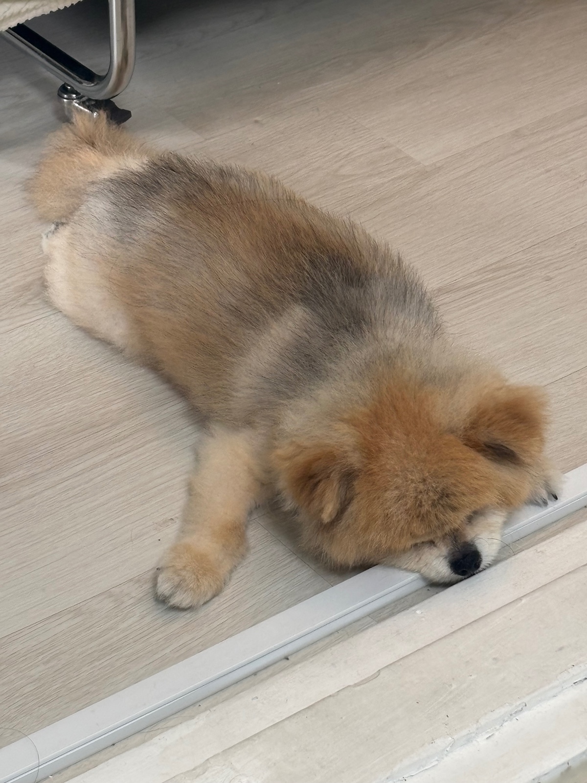 잠 안 와서 쓴 개뚱뚱한 강아지 입양기 | 인스티즈