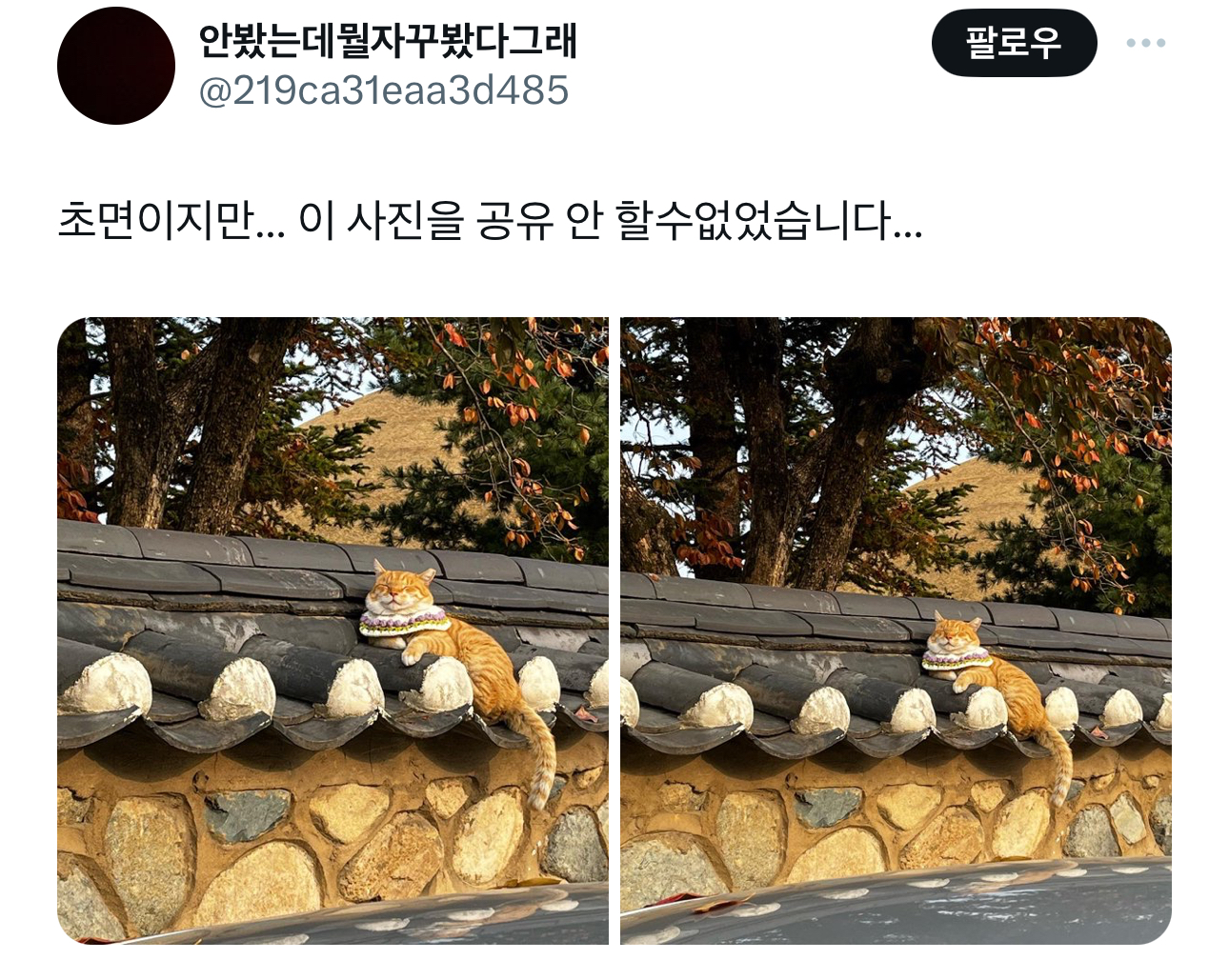 경주의 랜드마크 유명 고양이 | 인스티즈