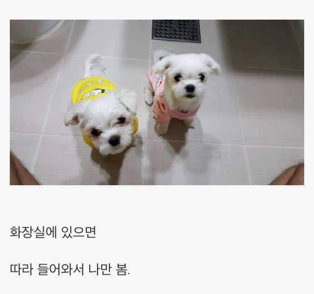 애완견을 키우는 이유 | 인스티즈