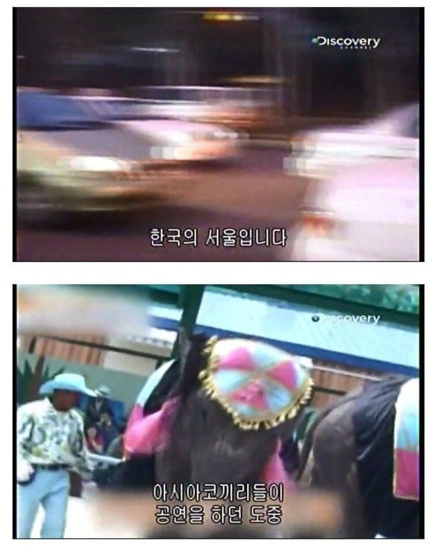 어린이대공원 코끼리 레전드 사건 jpg | 인스티즈
