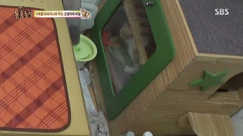 [동물농장] 존트 할말 다 하고 사는 수다쟁이 고양이 쪼롱이ㅋㅋㅋㅋ.jpg | 인스티즈