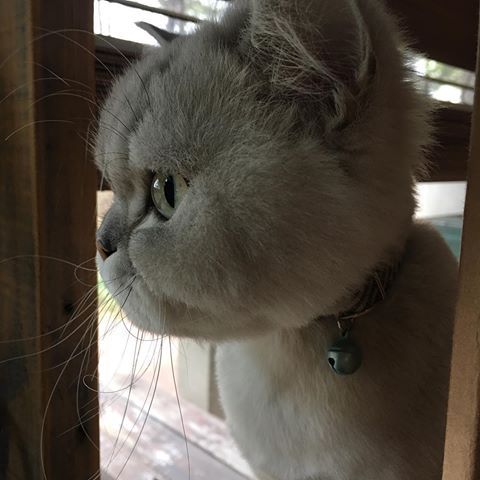 고양이 옆선 | 인스티즈