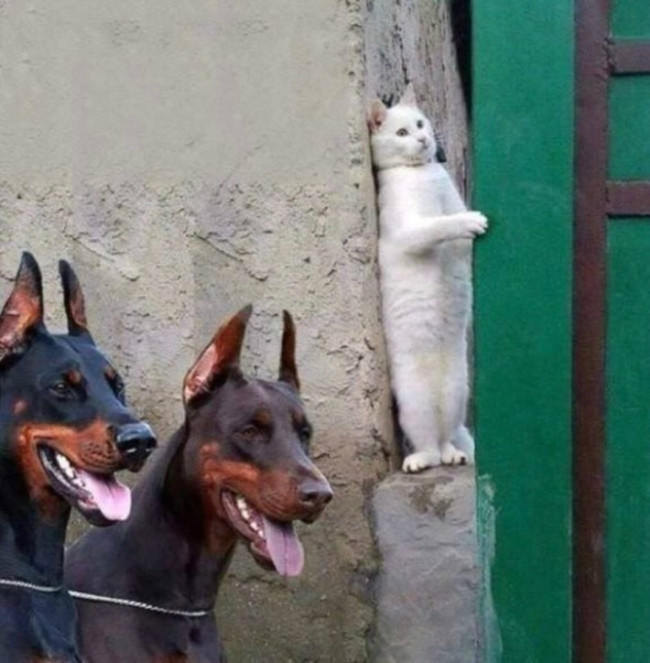 냥이들 깨우는 방법 | 인스티즈