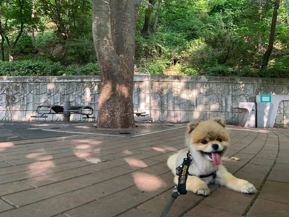 잠 안 와서 쓴 개뚱뚱한 강아지 입양기 | 인스티즈