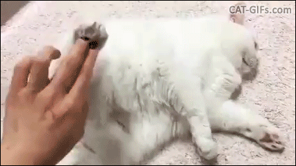 집사야 나랑 자자~ | 인스티즈