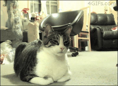 냥이들.gif | 인스티즈