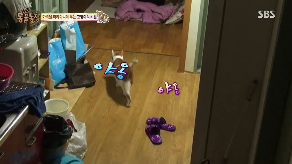 [동물농장] 존트 할말 다 하고 사는 수다쟁이 고양이 쪼롱이ㅋㅋㅋㅋ.jpg (스압) | 인스티즈