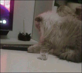 냥아치들.gif | 인스티즈