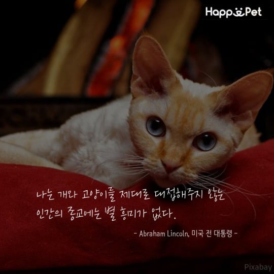 고양이를 사랑하는 사람들이 남긴 명언 | 인스티즈