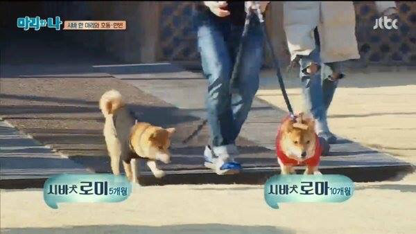 로미와 로마 | 인스티즈