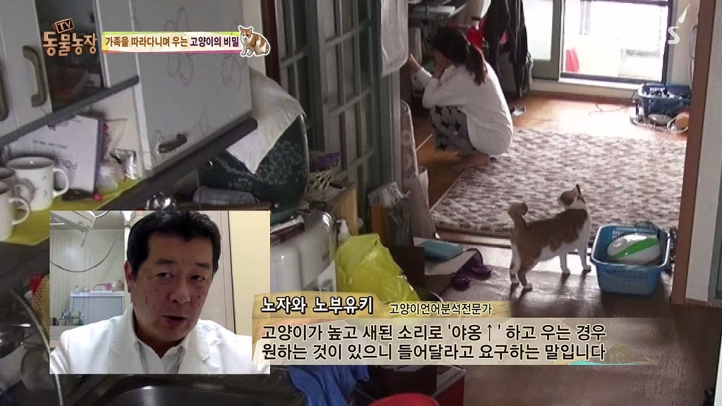 [동물농장] 존트 할말 다 하고 사는 수다쟁이 고양이 쪼롱이ㅋㅋㅋㅋ.jpg (스압) | 인스티즈