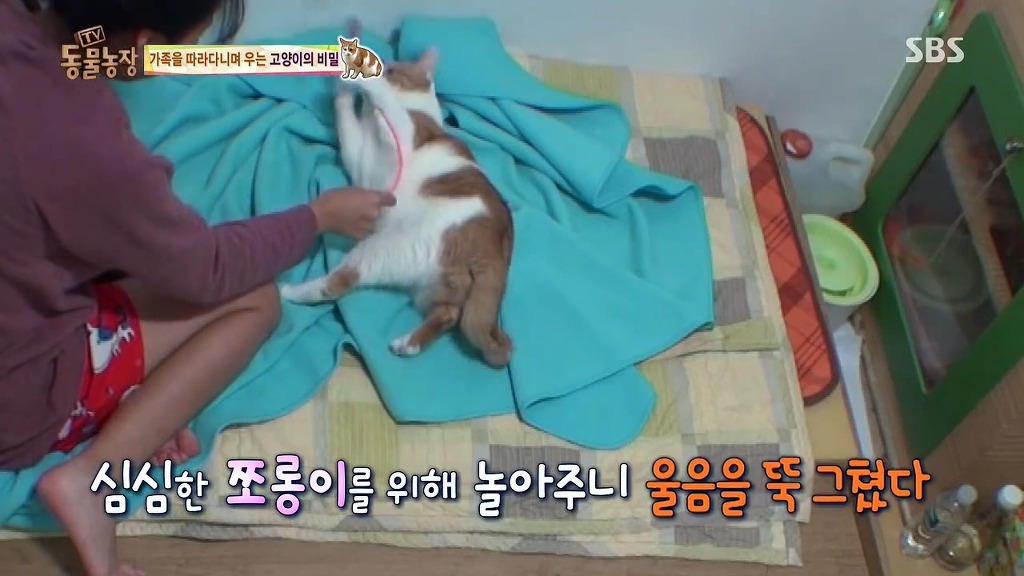[동물농장] 존트 할말 다 하고 사는 수다쟁이 고양이 쪼롱이ㅋㅋㅋㅋ.jpg | 인스티즈