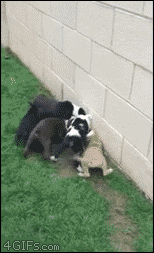 인기많은 냥이 .gif | 인스티즈