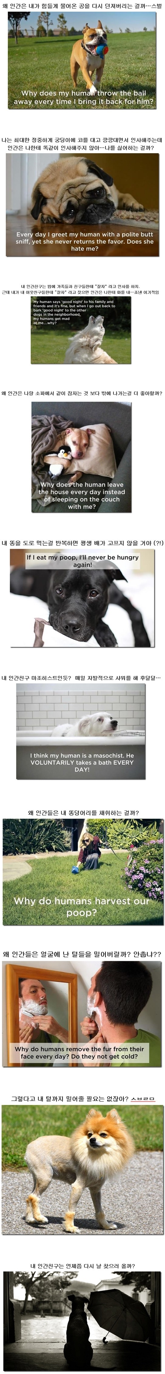 개들의 입장에서 보는 인간 | 인스티즈