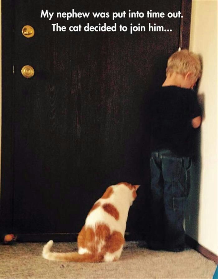 애기가 혼나는걸 본 고양이 | 인스티즈
