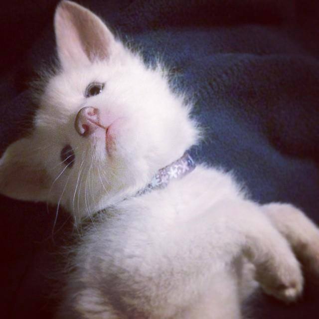 귀여운아기 여우 | 인스티즈