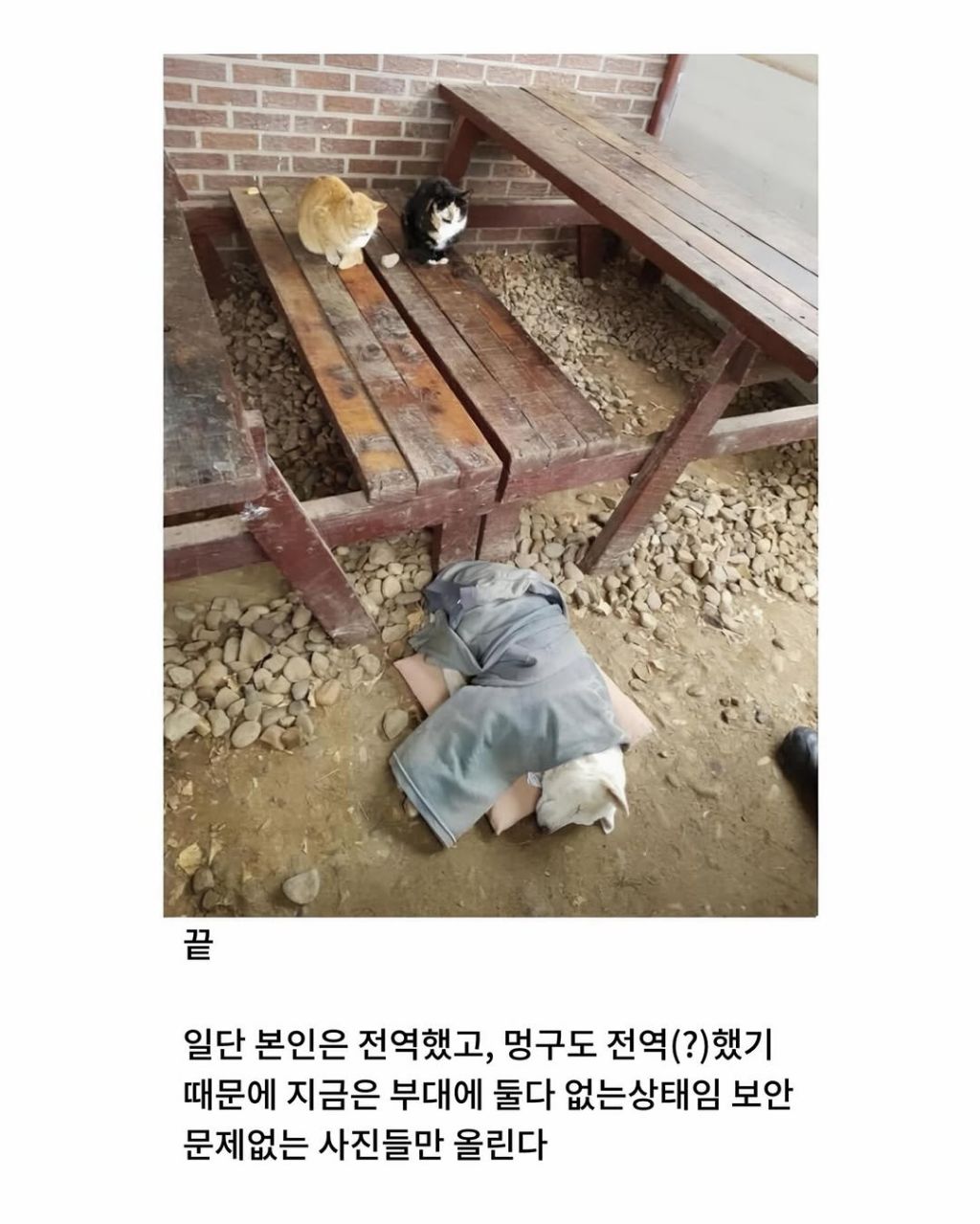 군부대에 들어와서 살기시작한 댕댕이 | 인스티즈