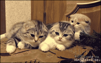 동물들도 전염된다는 하품.gif | 인스티즈
