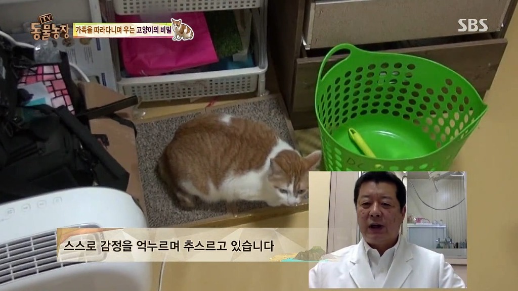 [동물농장] 존트 할말 다 하고 사는 수다쟁이 고양이 쪼롱이ㅋㅋㅋㅋ.jpg (스압) | 인스티즈