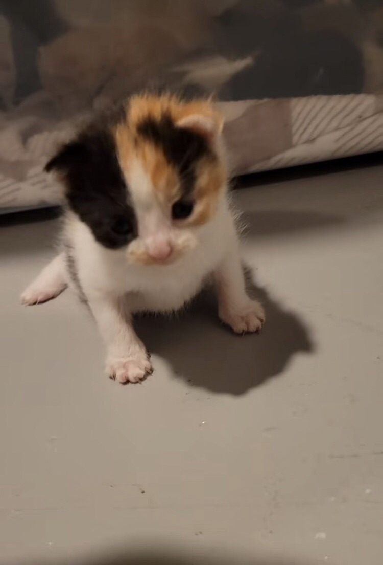 왜 새끼고양이들은 지능이없게생겼는지 궁금한달글.jpg | 인스티즈