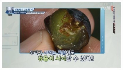 초파리가 저절로 생기는 이유 (경고 : 읽고 후회할수도 있음) | 인스티즈