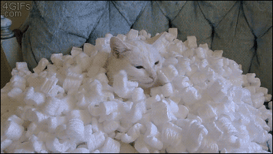 집사와 노는 고양이.gif | 인스티즈