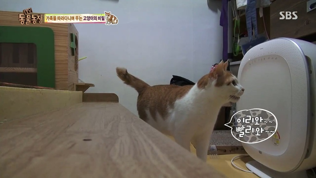 [동물농장] 존트 할말 다 하고 사는 수다쟁이 고양이 쪼롱이ㅋㅋㅋㅋ.jpg (스압) | 인스티즈