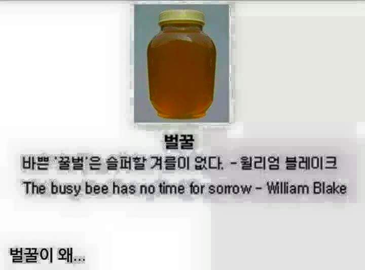 많이 바쁜 벌꿀 | 인스티즈