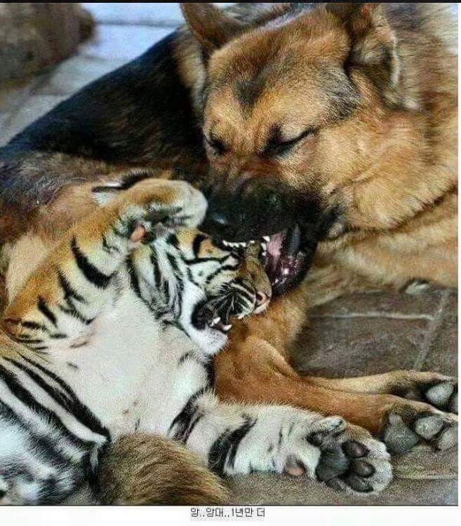 1년 뒤에 보자 멍멍아! | 인스티즈