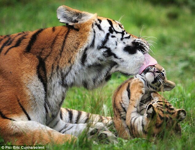 새끼를 핥아주는 부모들.jpg | 인스티즈