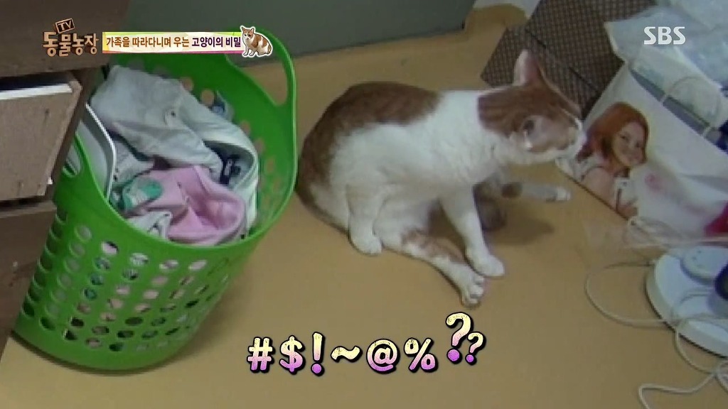 [동물농장] 존트 할말 다 하고 사는 수다쟁이 고양이 쪼롱이ㅋㅋㅋㅋ.jpg (스압) | 인스티즈