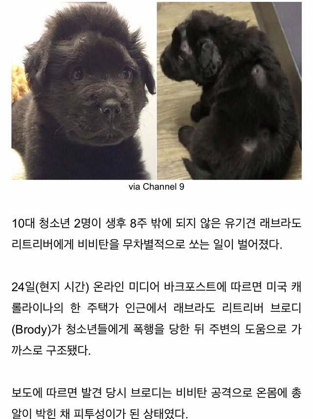 사람 보고 꼬리친 유기견에게 비비탄 쏜 10대들 (사진) | 인스티즈