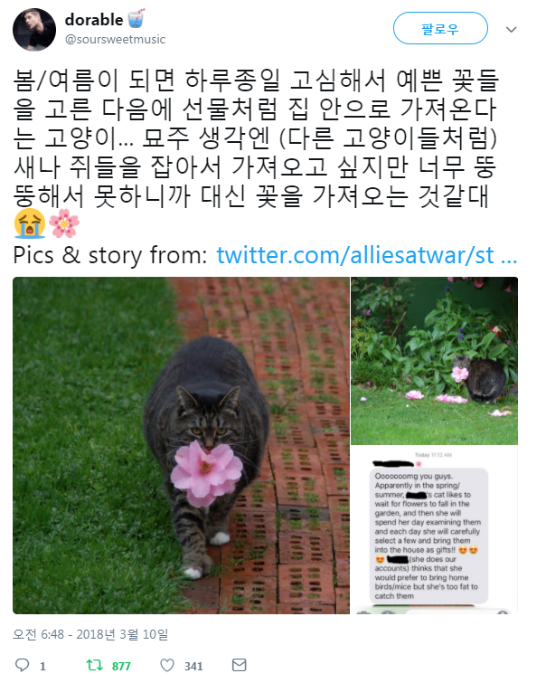 매해 봄 여름마다 가장 예쁜 꽃을 고심해 고른 뒤 선물하는 고양이 | 인스티즈
