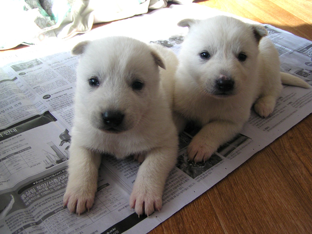 백구 새끼들.jpg | 인스티즈