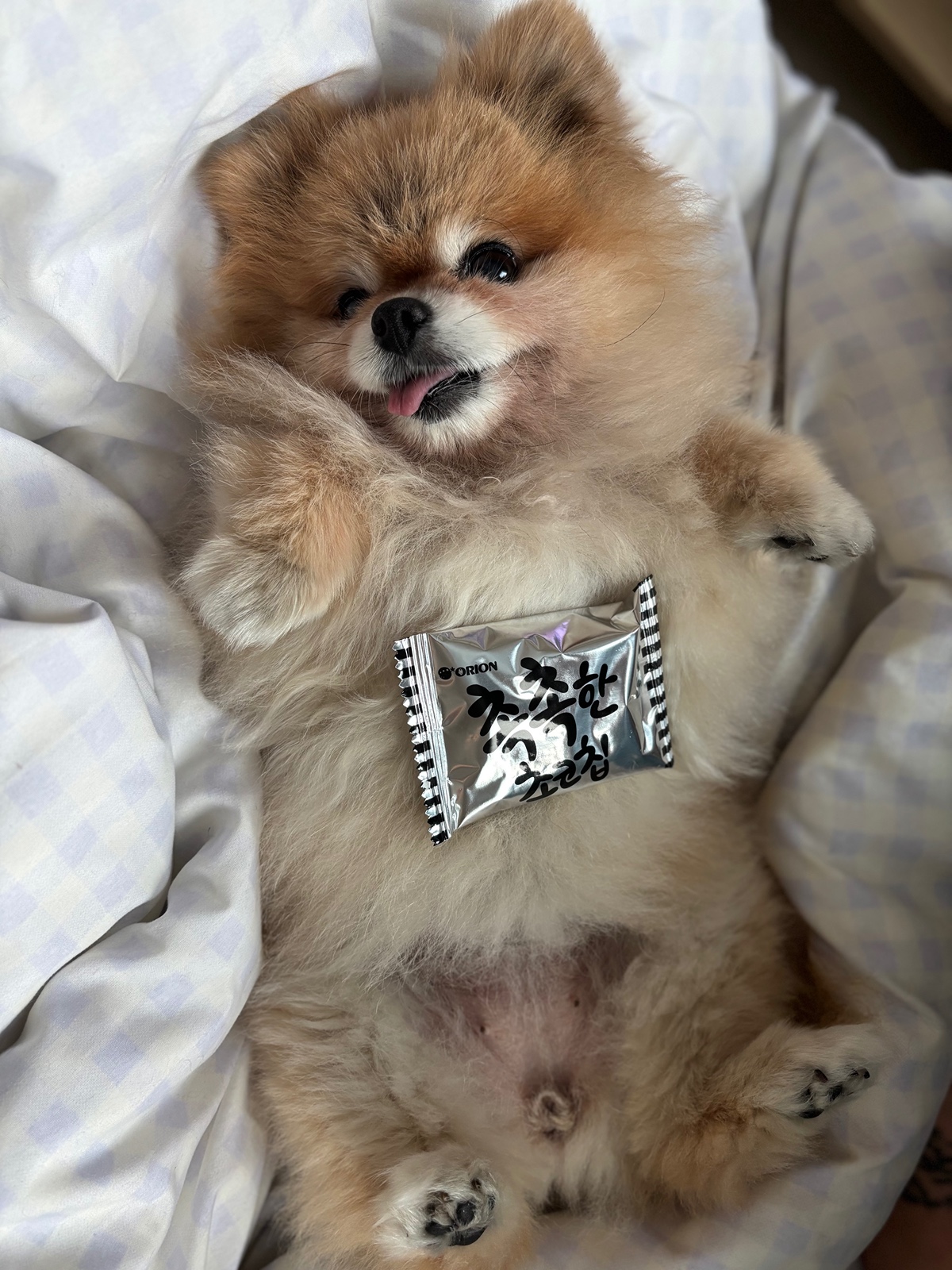 잠 안 와서 쓴 개뚱뚱한 강아지 입양기 | 인스티즈