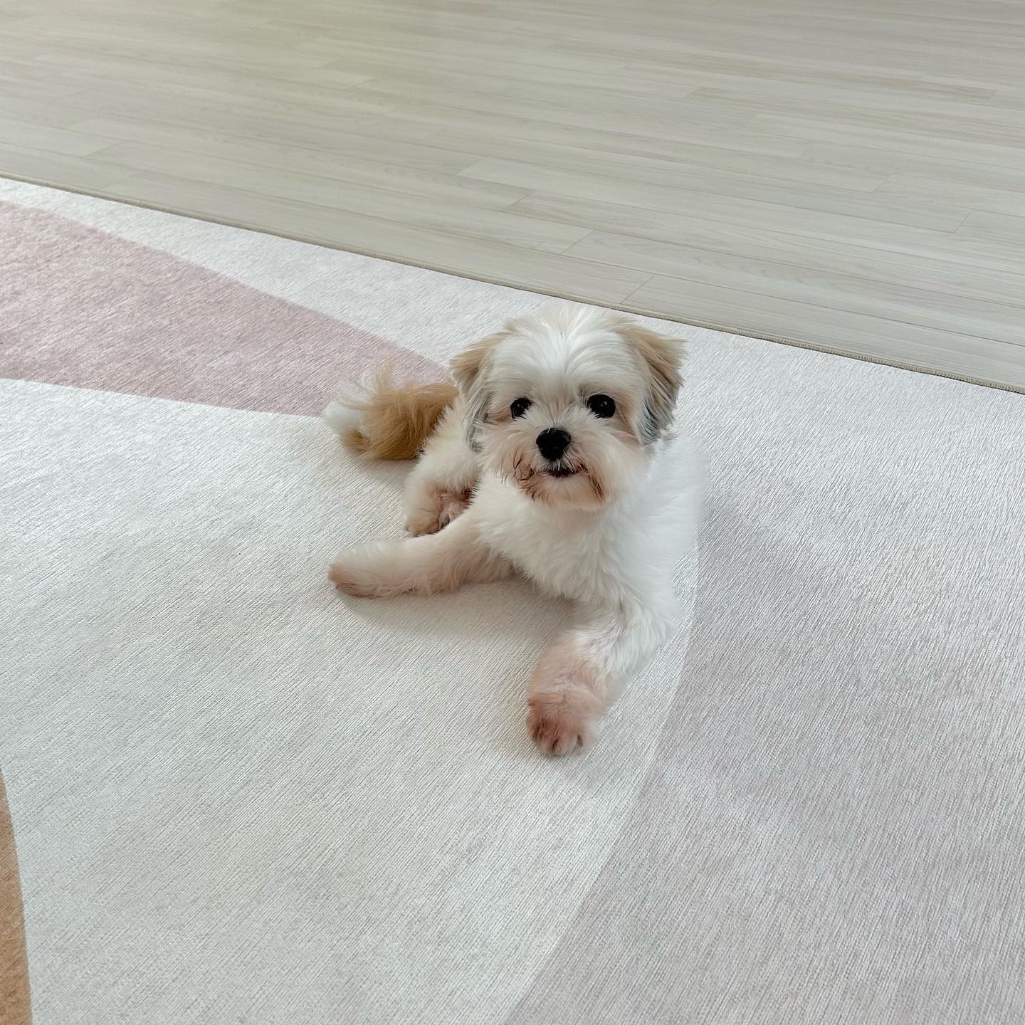 재롱이네 입양되고 뽀송 강쥐가 된 담비.jpgif | 인스티즈