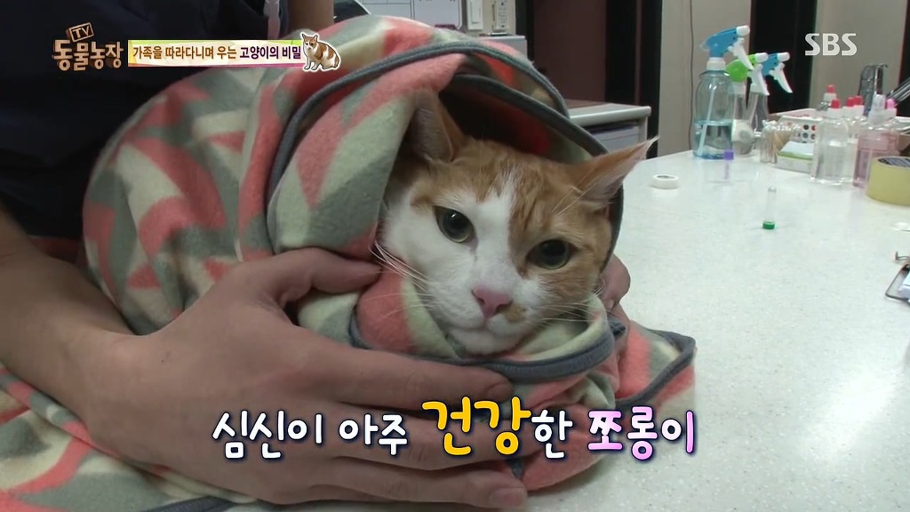 [동물농장] 존트 할말 다 하고 사는 수다쟁이 고양이 쪼롱이ㅋㅋㅋㅋ.jpg (스압) | 인스티즈