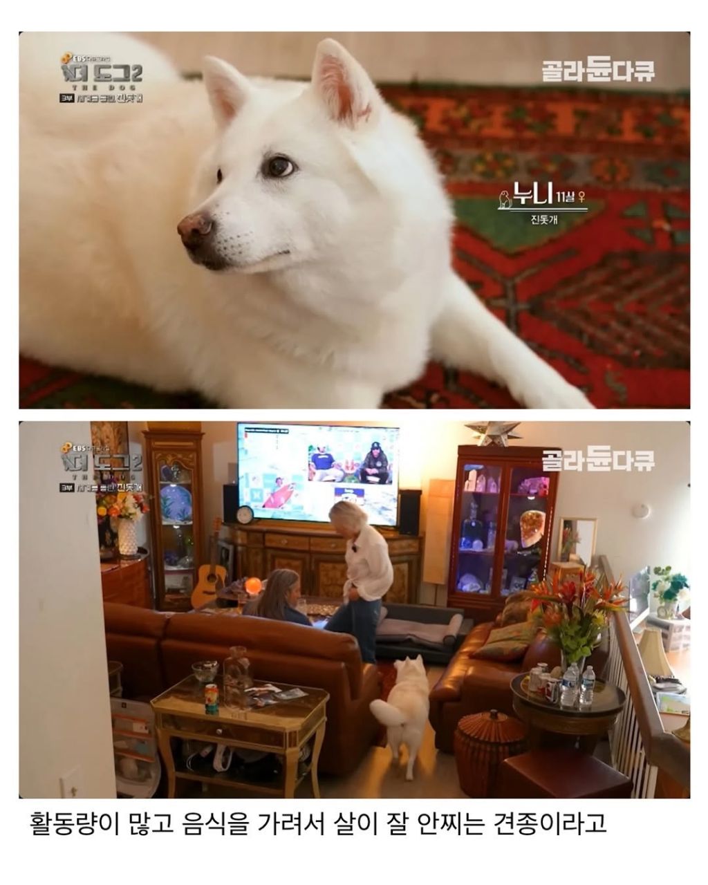 좀처럼 보기 힘들다는 살찐 진돗개 | 인스티즈