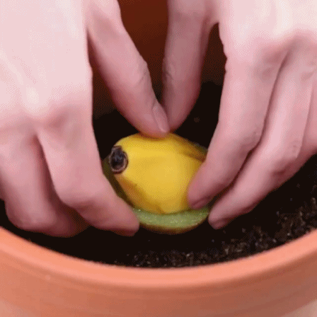 집에서 손 쉽게 키위바나나 재배하는 법.jpgif | 인스티즈