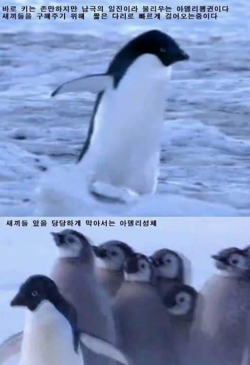 펭귄이 천적을 만났을때 | 인스티즈