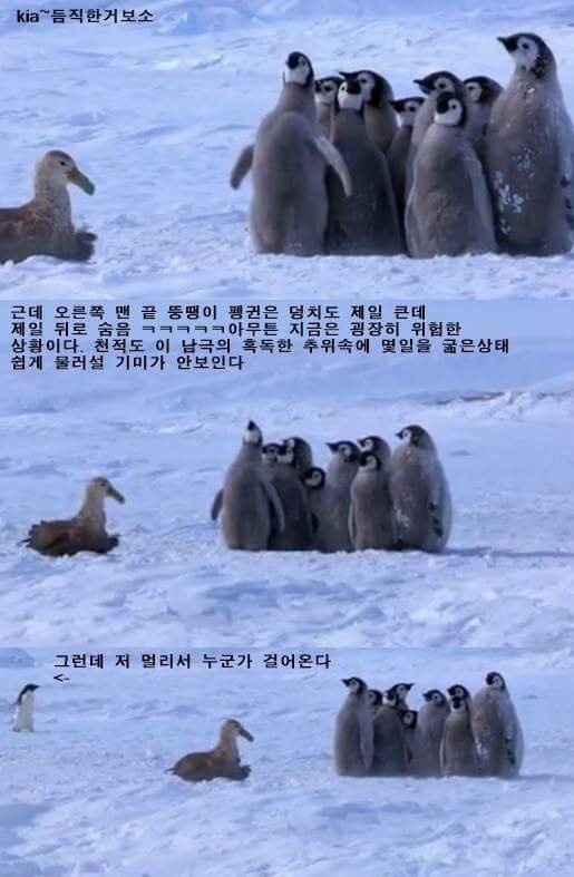 펭귄이 천적을 만났을때 | 인스티즈