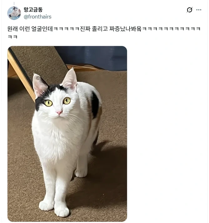 루틴 깨져서 화난 고양이 | 인스티즈