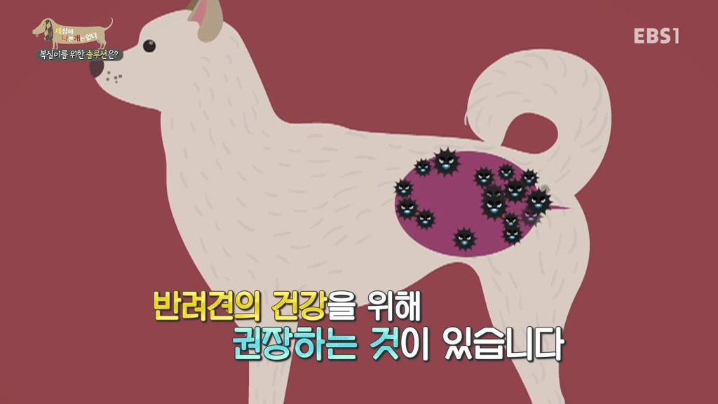 개 키울때 중성화 수술을 해줘야하는 이유 (feat.세나개) | 인스티즈